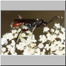 Exetastes adpressorius - Schlupfwespe m01c 9mm - OS-Hasbergen Lehmwiese det06.jpg